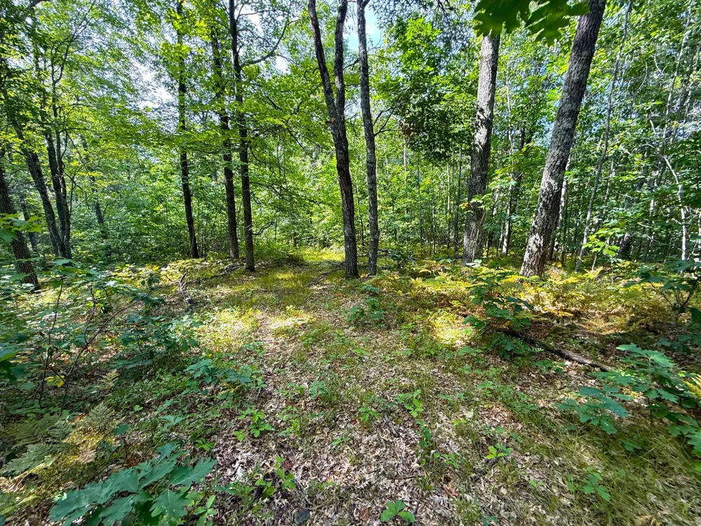 W9XXX Webb Lake Drive Trego, WI 54888