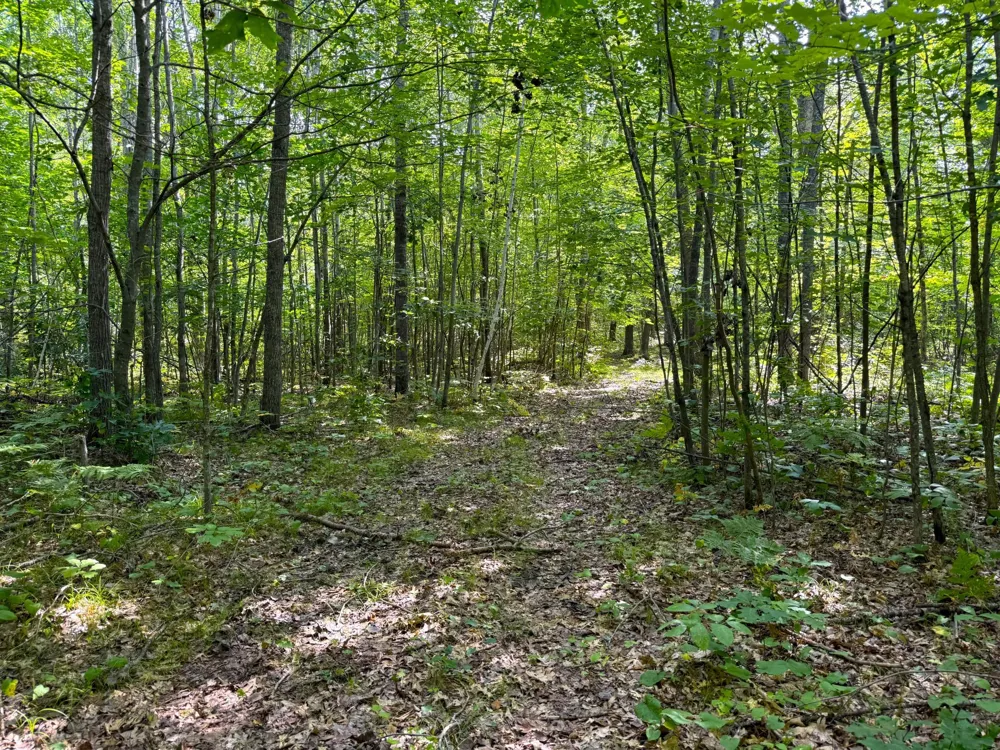 W9XXX Webb Lake Drive Trego, WI 54888