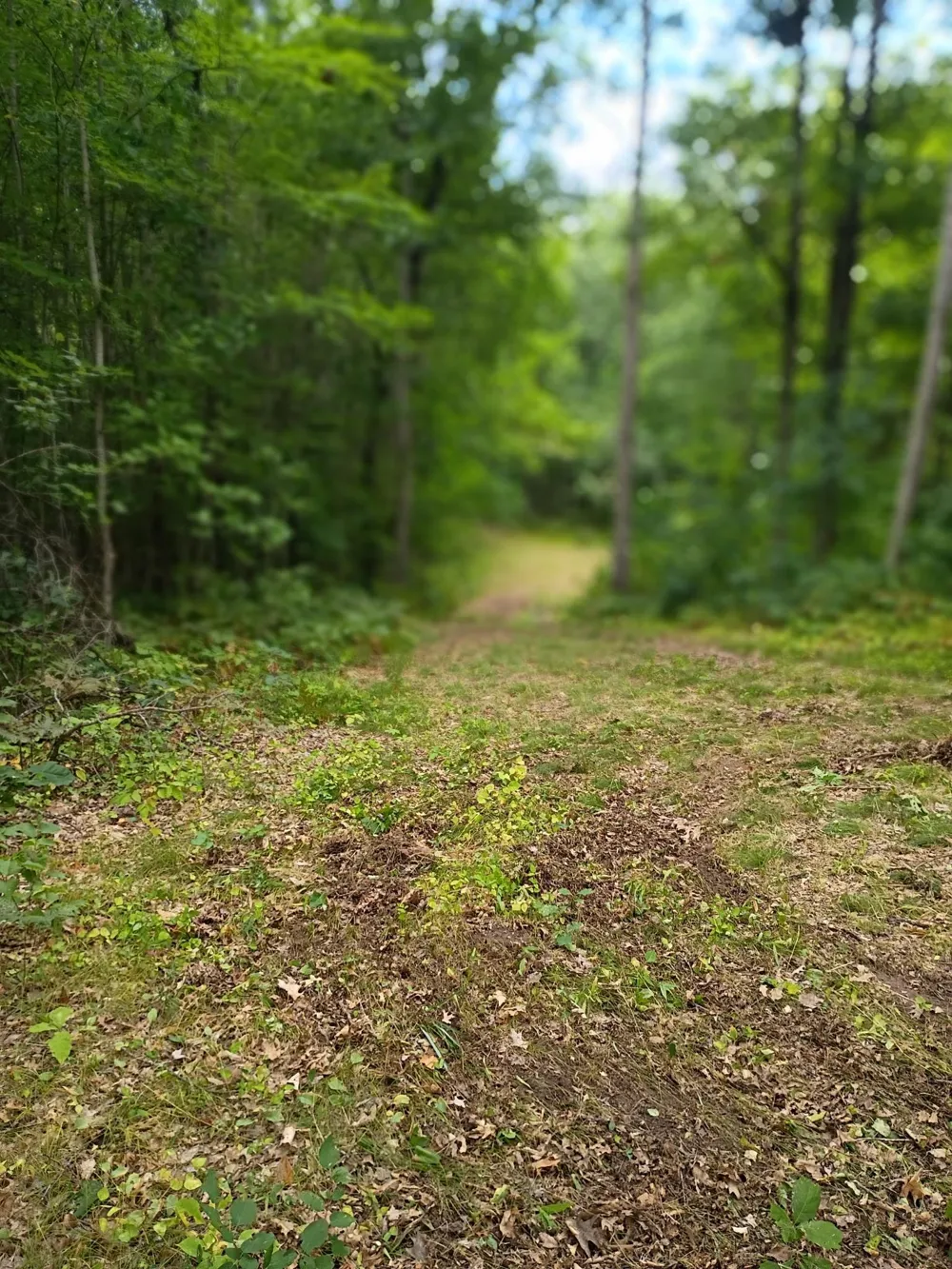 W9XXX Webb Lake Drive Trego, WI 54888