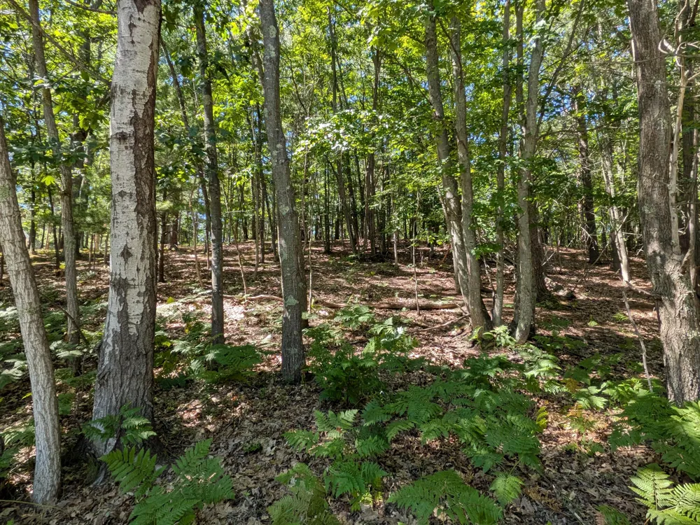 Ottawa Lane #Lot 50 Pentwater, MI 49449