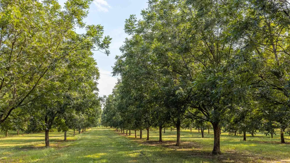 6604 Pine Island Road Albany, GA 31721