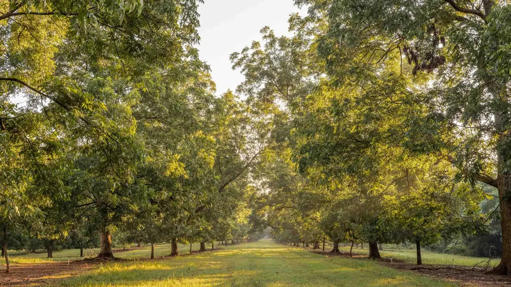 6604 Pine Island Road Albany, GA 31721