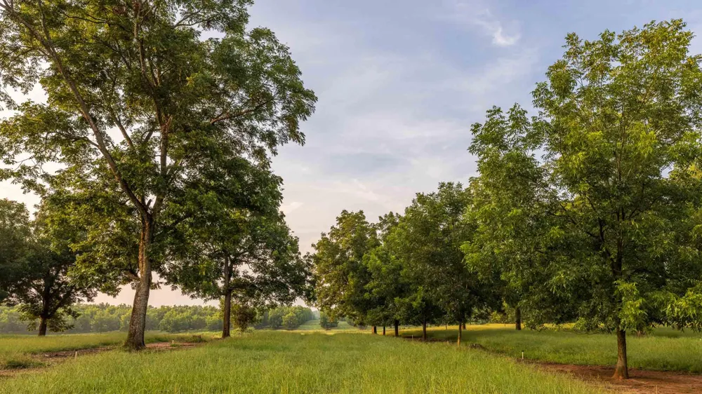 6604 Pine Island Road Albany, GA 31721