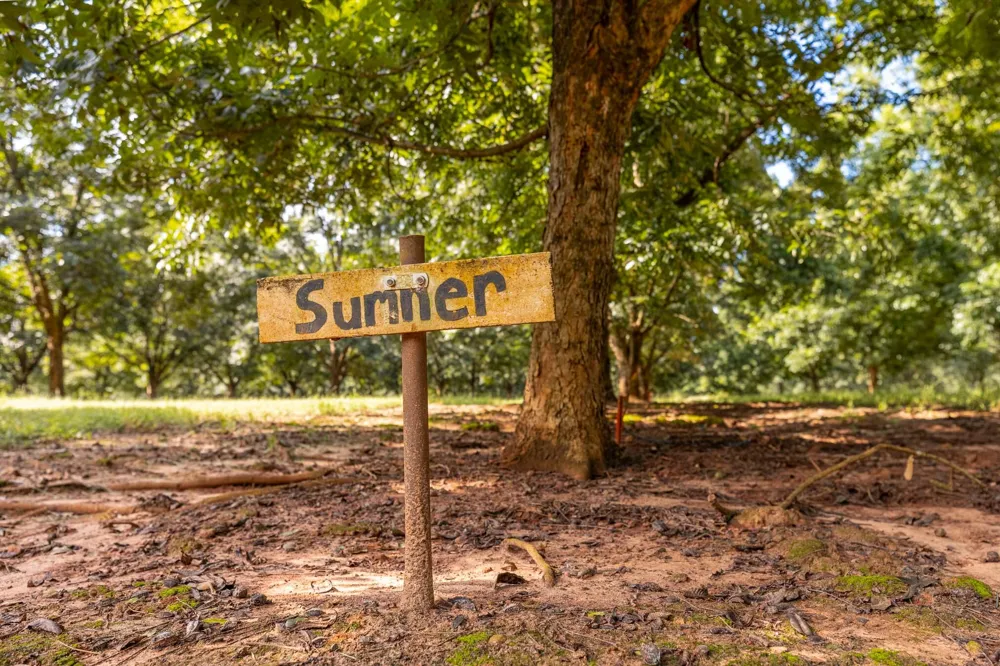 6604 Pine Island Road Albany, GA 31721