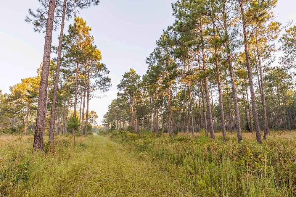 6604 Pine Island Road Albany, GA 31721