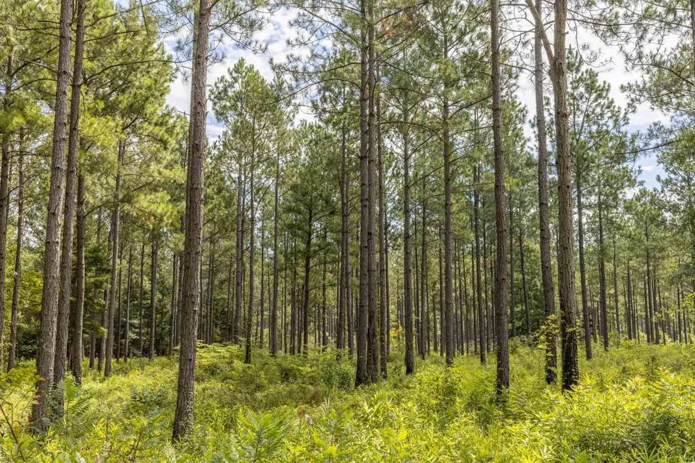 6604 Pine Island Road Albany, GA 31721