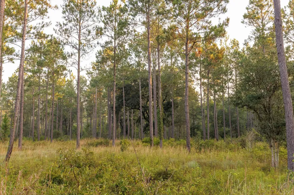 6604 Pine Island Road Albany, GA 31721