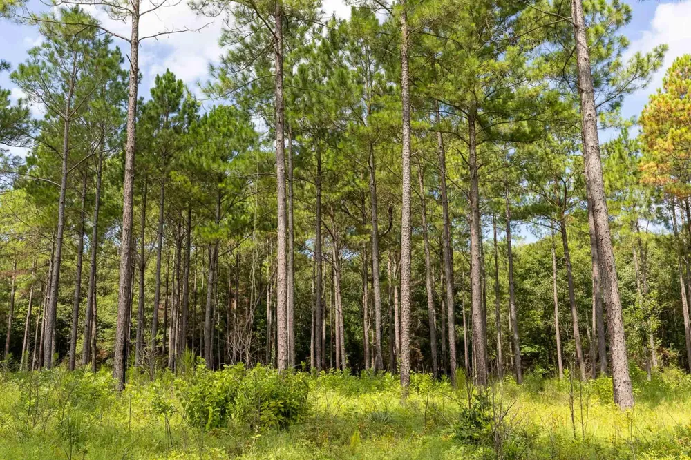 6604 Pine Island Road Albany, GA 31721