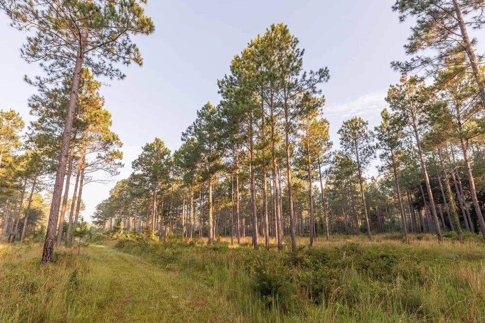 6604 Pine Island Road Albany, GA 31721
