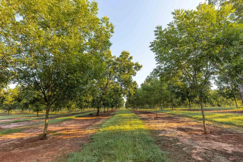 6604 Pine Island Road Albany, GA 31721