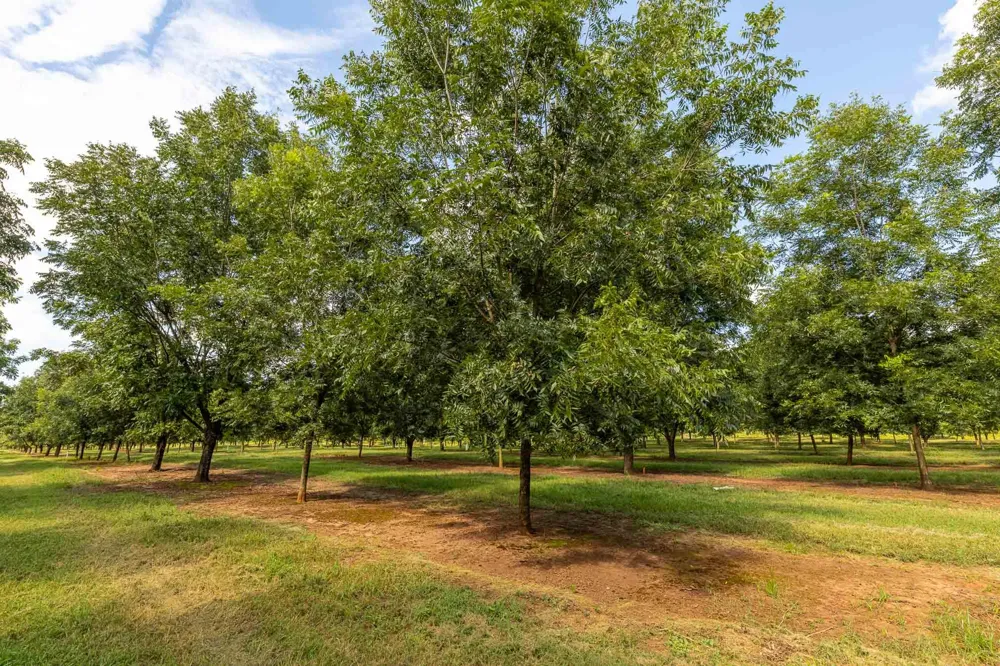 6604 Pine Island Road Albany, GA 31721