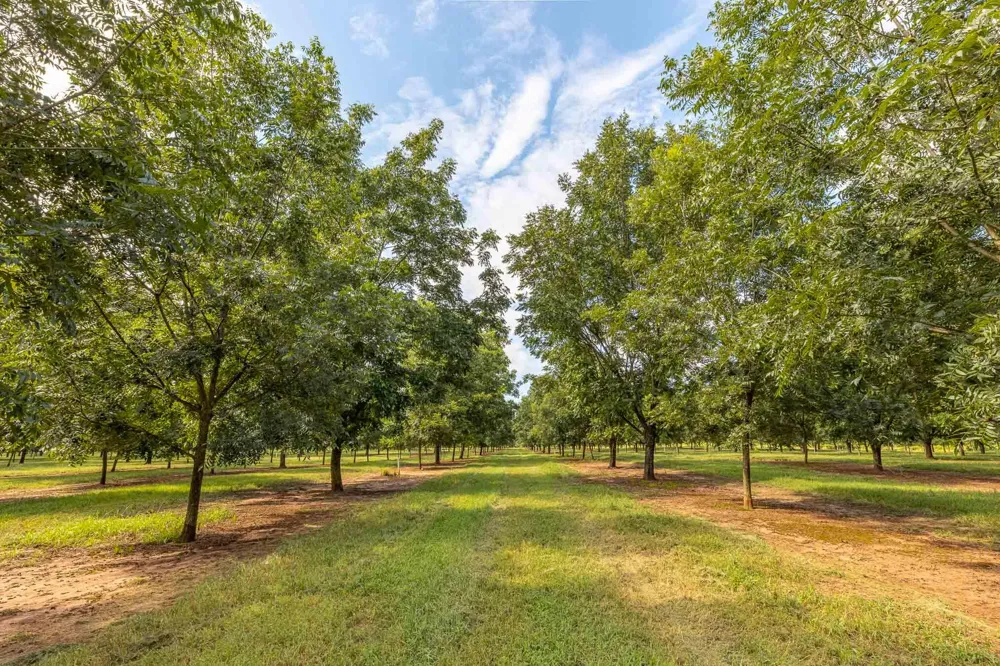 6604 Pine Island Road Albany, GA 31721