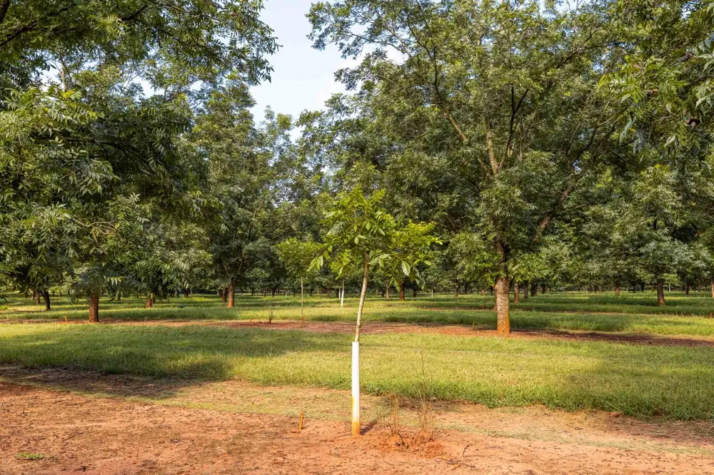 6604 Pine Island Road Albany, GA 31721