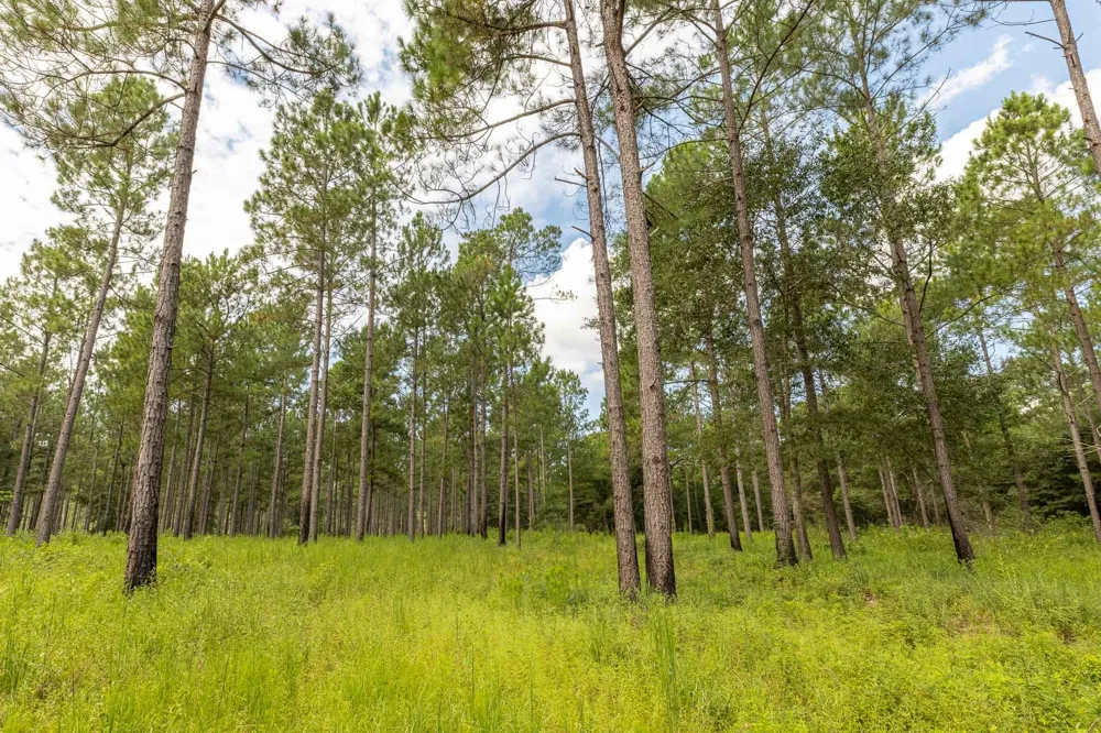 6604 Pine Island Road Albany, GA 31721