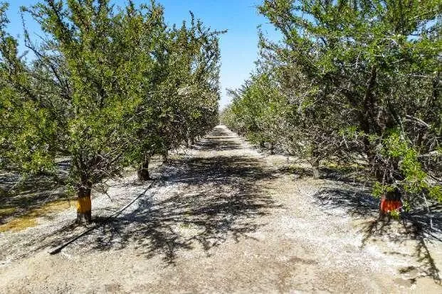 0 Lacey Boulevard Lemoore, CA 93245