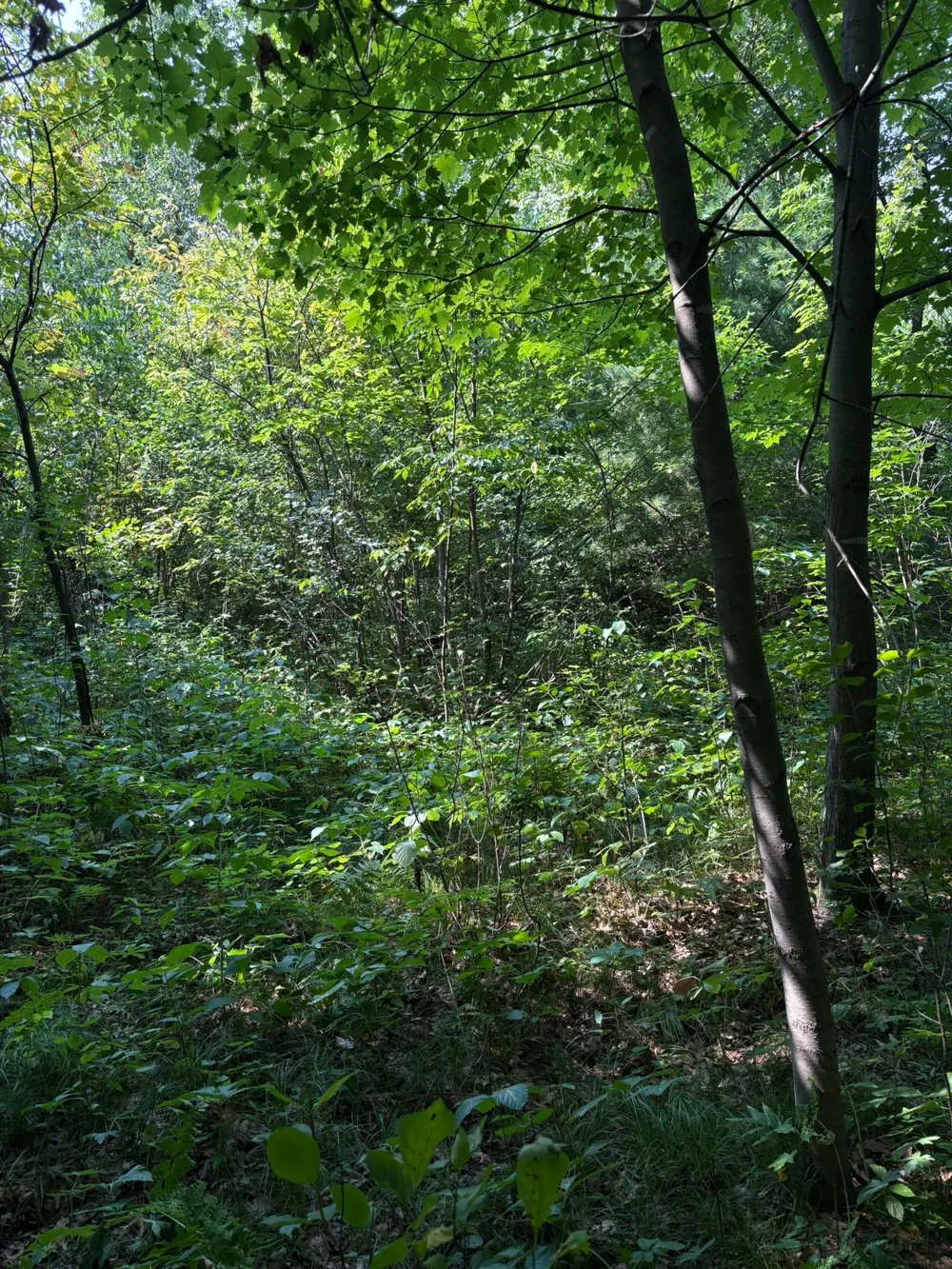 TBD 366th Street North Branch, MN 55056