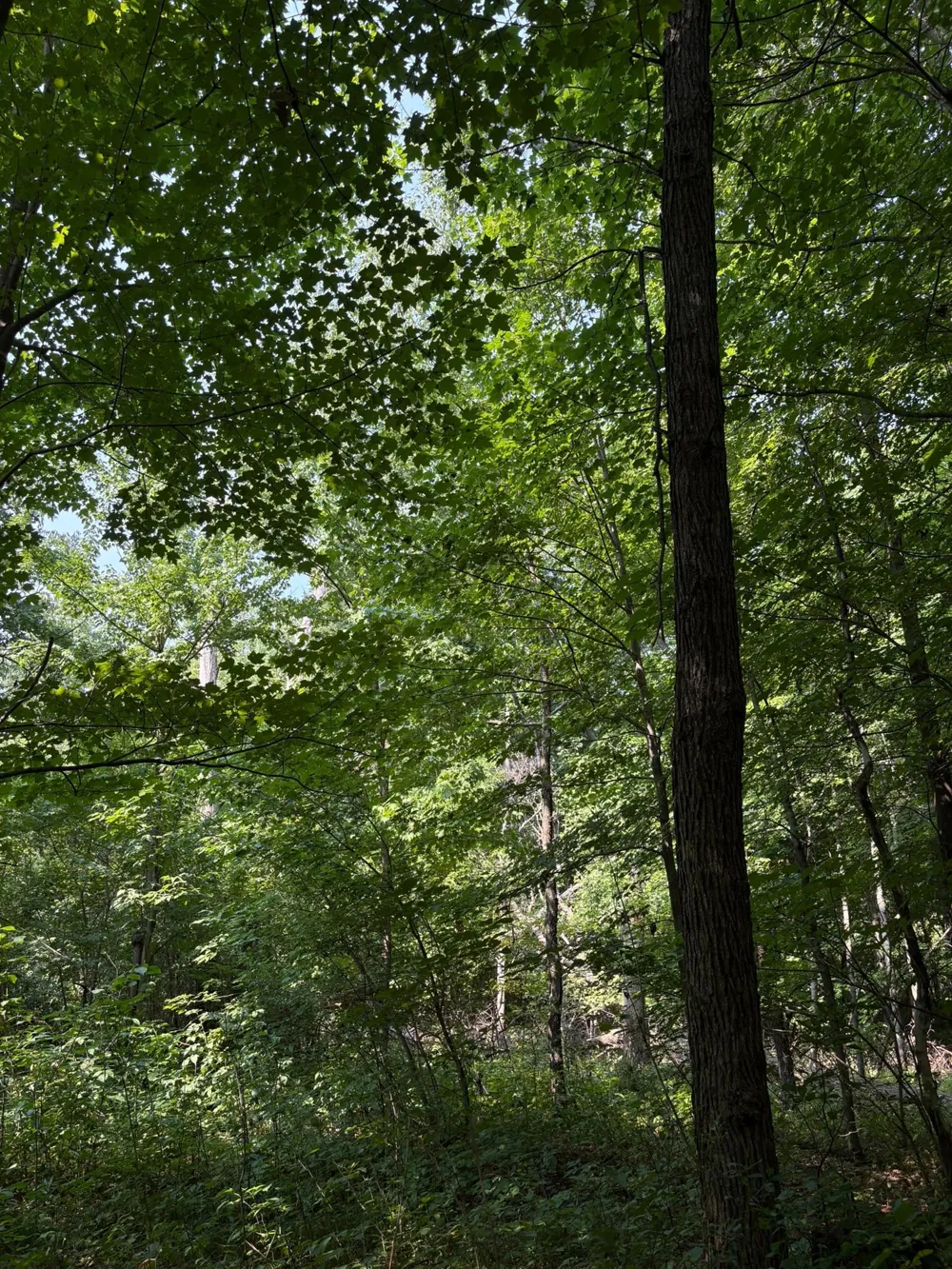 TBD 366th Street North Branch, MN 55056