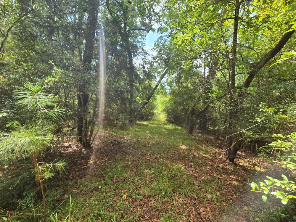 142 Idylwood Drive Goodrich, TX 77335