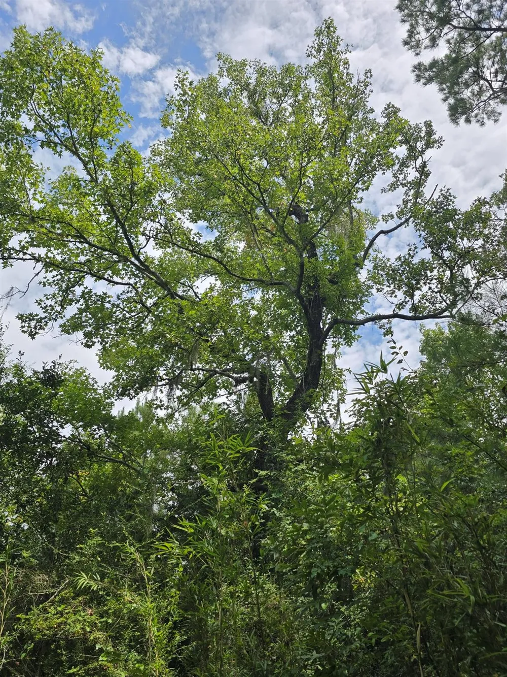 142 Idylwood Drive Goodrich, TX 77335
