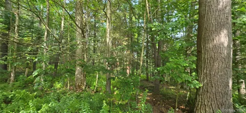 Lot 6 NYS 52