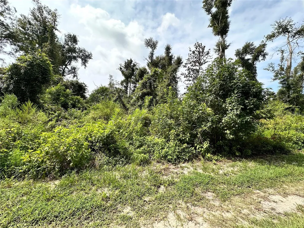 NW WEST SOUTH DRIVE Mayo, FL 32066