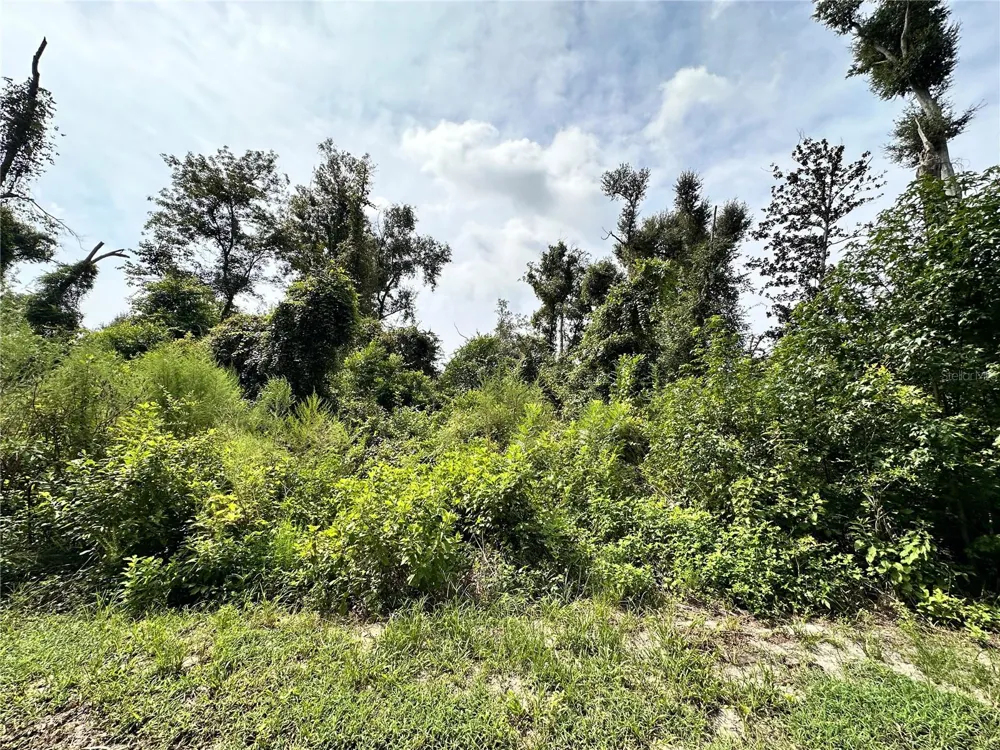 NW WEST SOUTH DRIVE Mayo, FL 32066