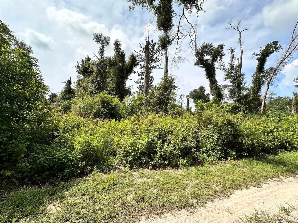 NW WEST SOUTH DRIVE Mayo, FL 32066
