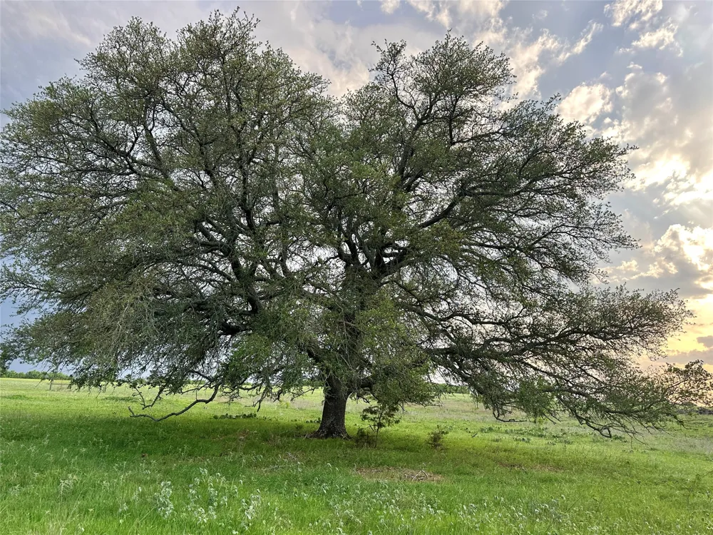 FM 3023 Goldthwaite, TX 76844