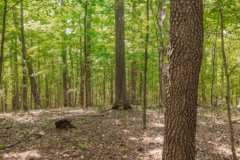 2313 Little Bartons Creek Rd Cumberland Furnace, TN 37051