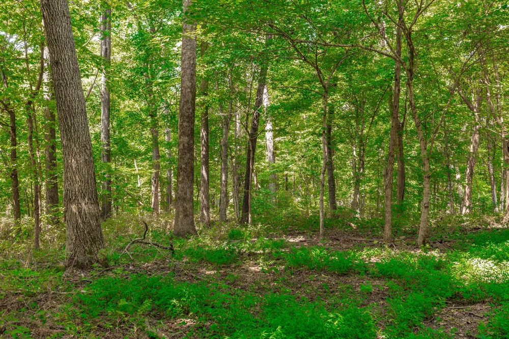 2313 Little Bartons Creek Rd Cumberland Furnace, TN 37051