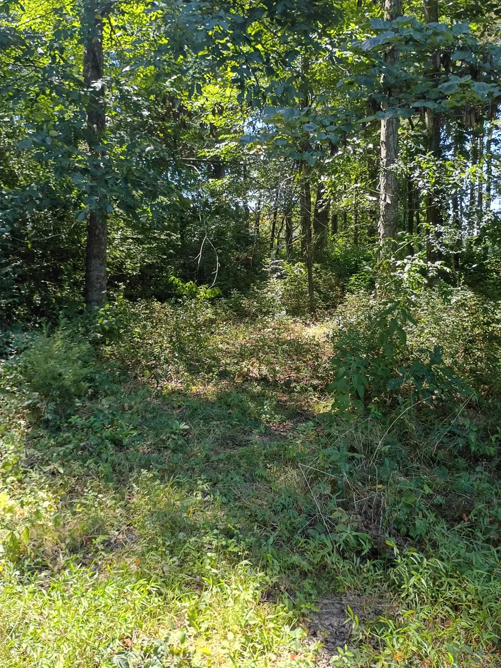 250 Benford Rd Shelbyville, TN 37160