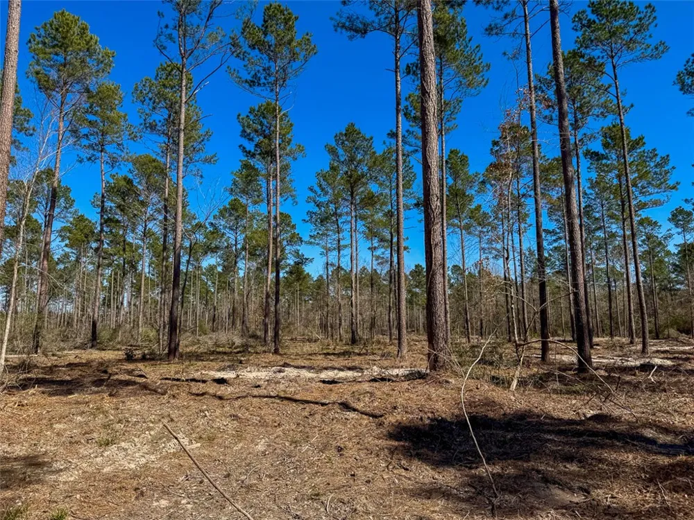 2 Boontown Road Trinity, TX 75845