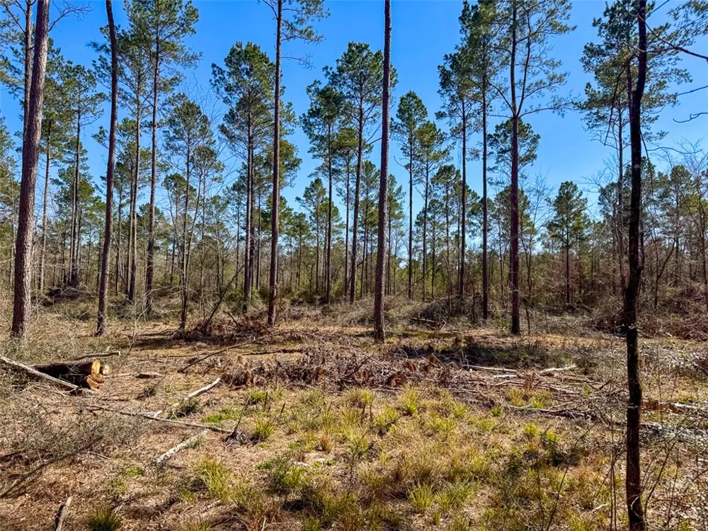 2 Boontown Road Trinity, TX 75845