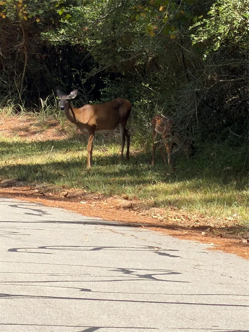 Doral Drive Huntsville, TX 77320