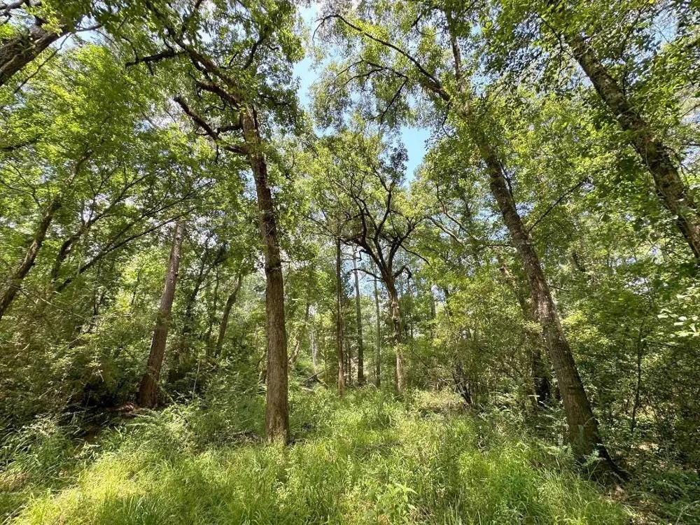 25920 Grand Pines Magnolia, TX 77355
