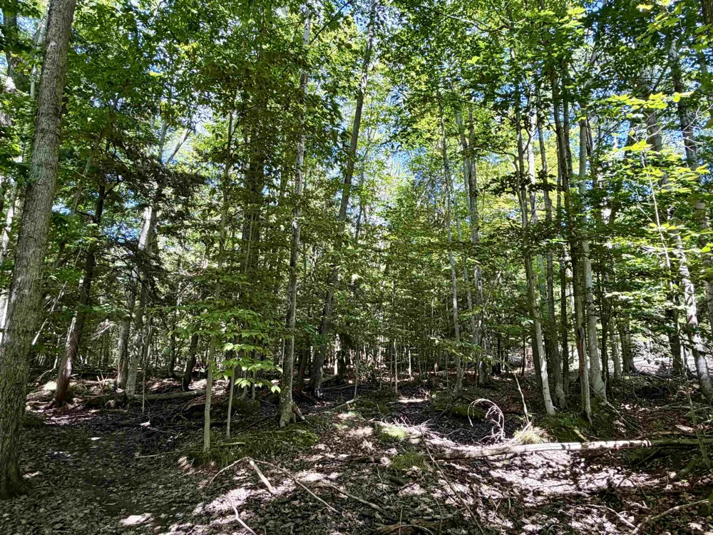 Shawnee Trail Torch Lake Township, MI 49648