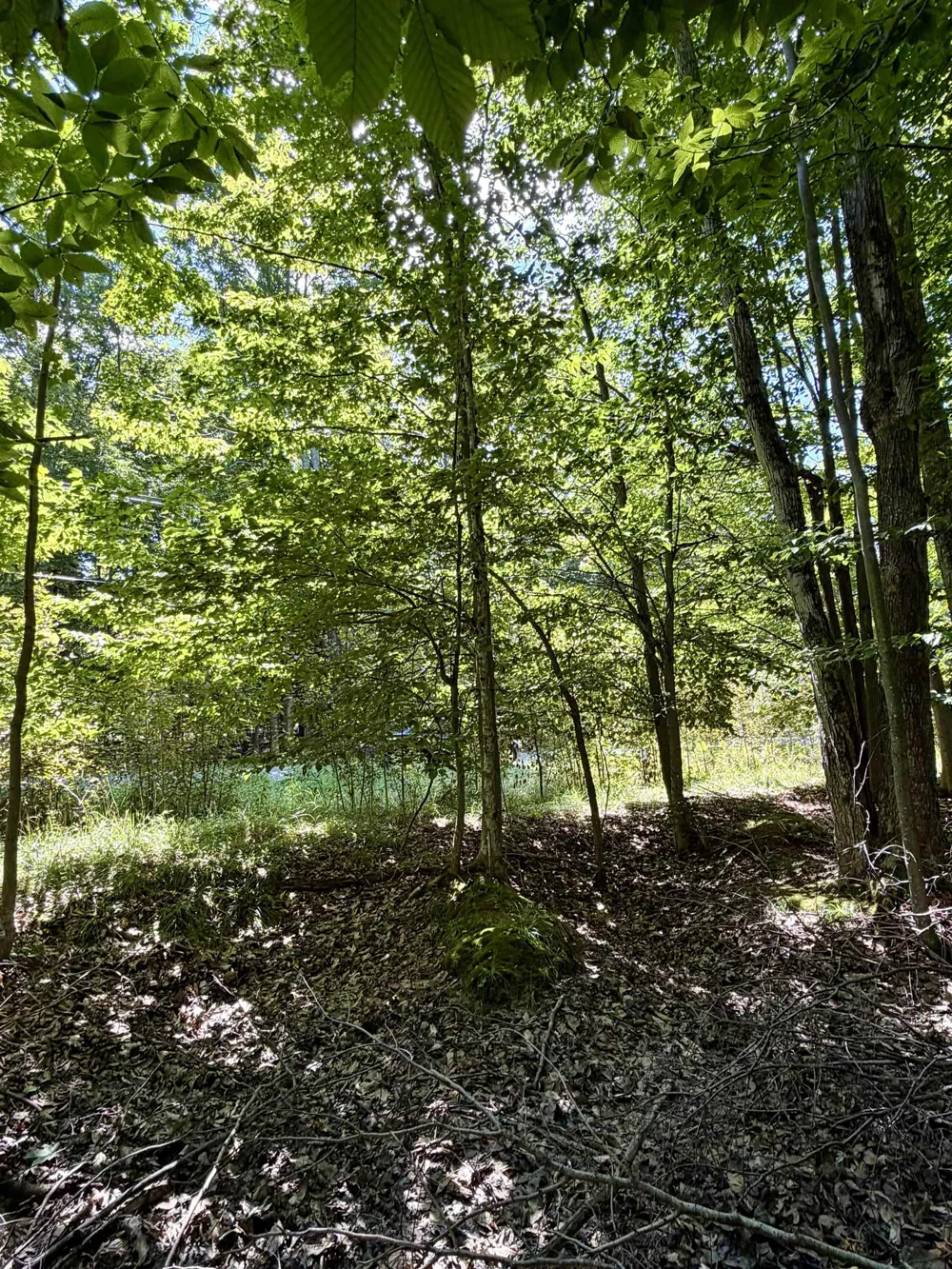 Shawnee Trail Torch Lake Township, MI 49648
