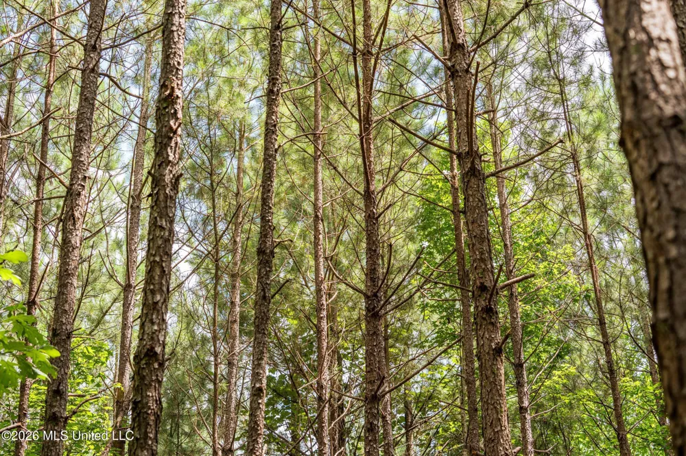 Middle Glading Road Magnolia, MS 39652