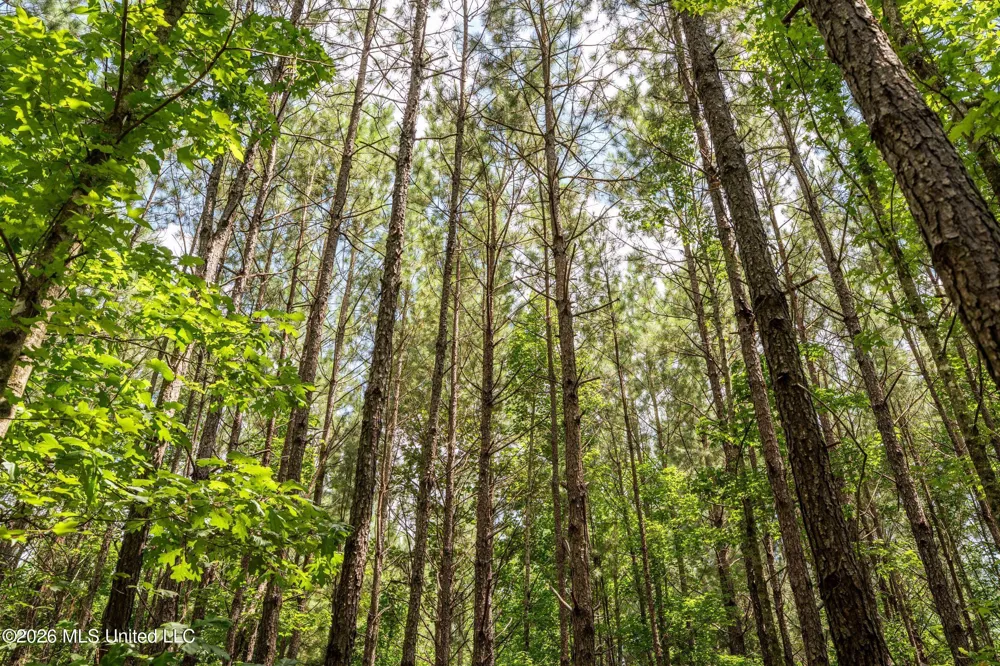 Middle Glading Road Magnolia, MS 39652