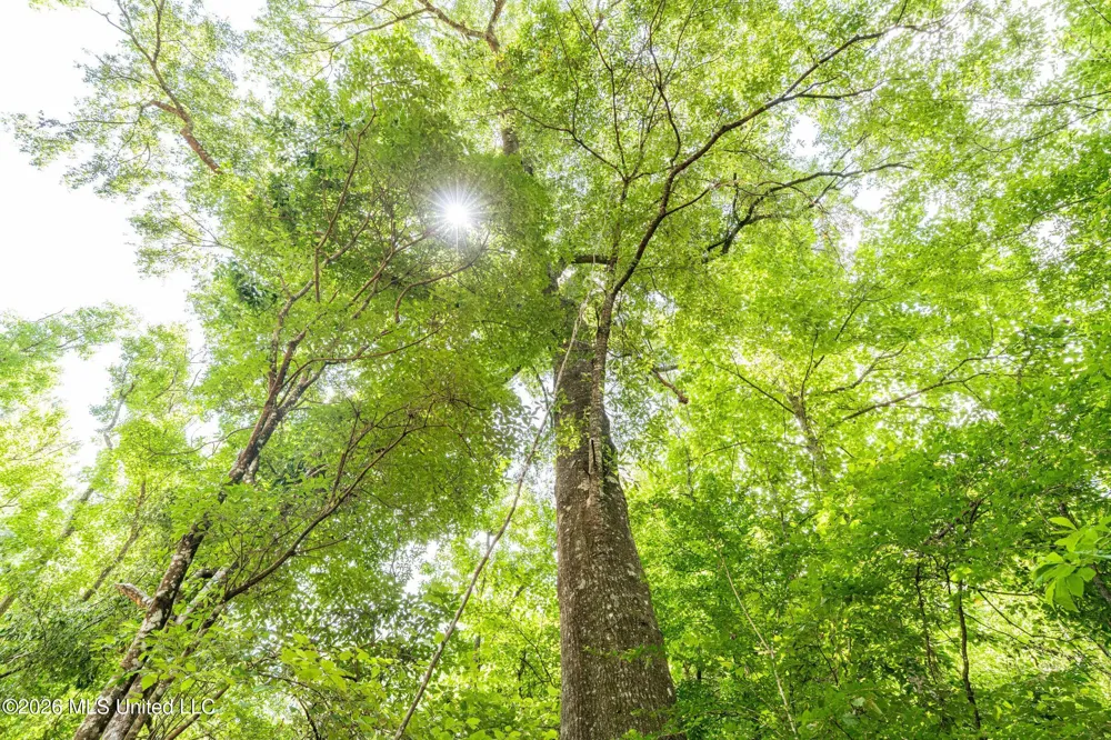 Middle Glading Road Magnolia, MS 39652