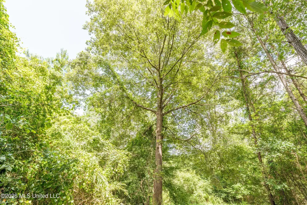 Middle Glading Road Magnolia, MS 39652
