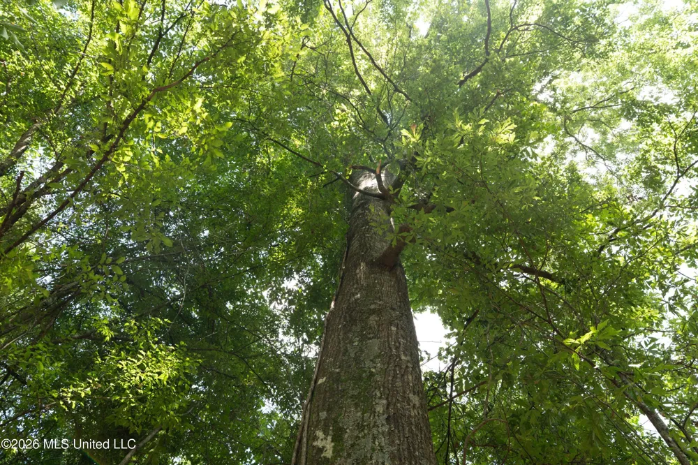 Middle Glading Road Magnolia, MS 39652