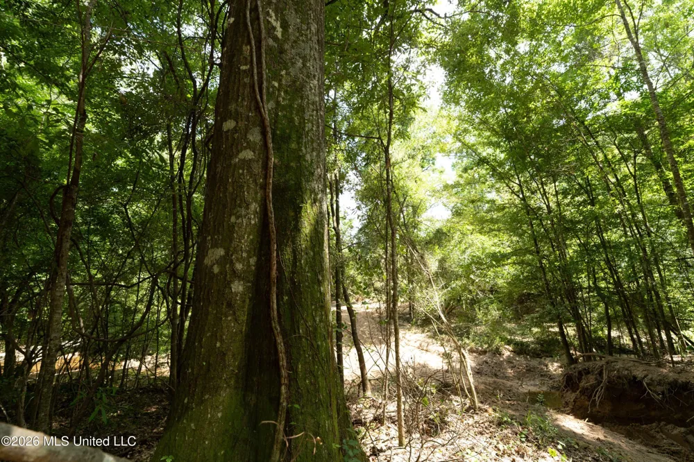 Middle Glading Road Magnolia, MS 39652