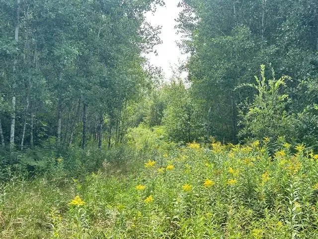 38542 Cr-45 Laporte, MN 56461