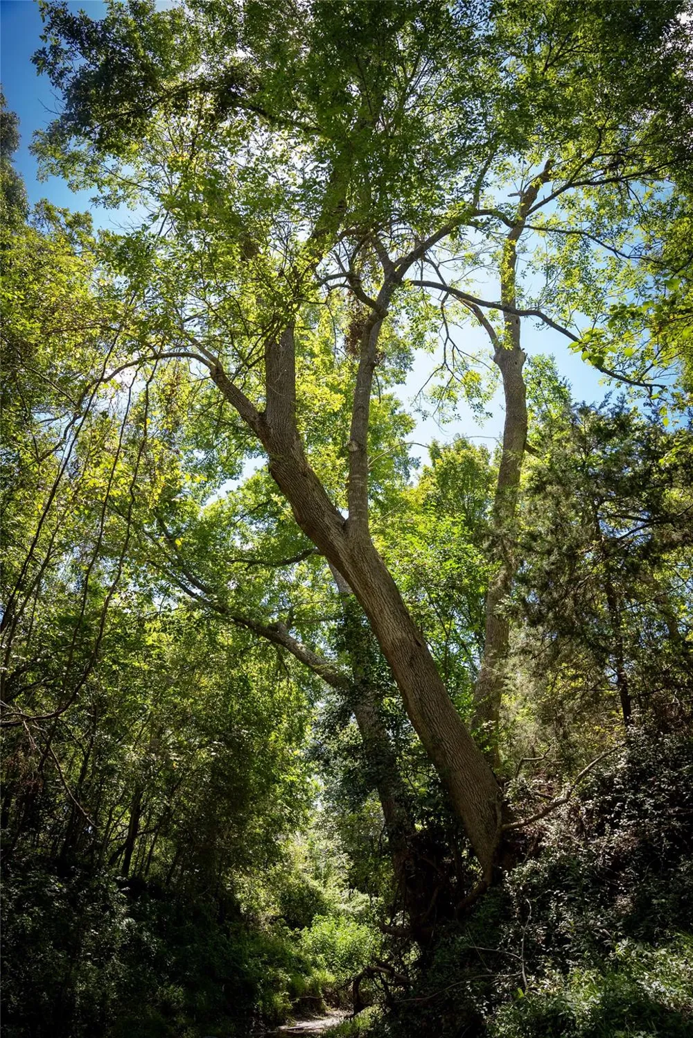 Cedar Hill Road Brenham, TX 77833