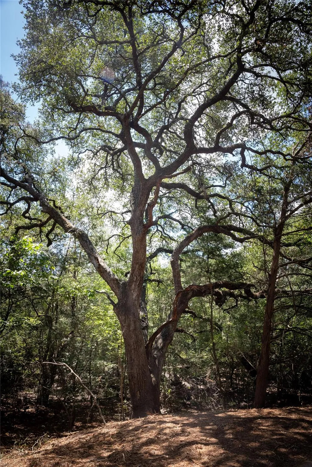 Cedar Hill Road Brenham, TX 77833