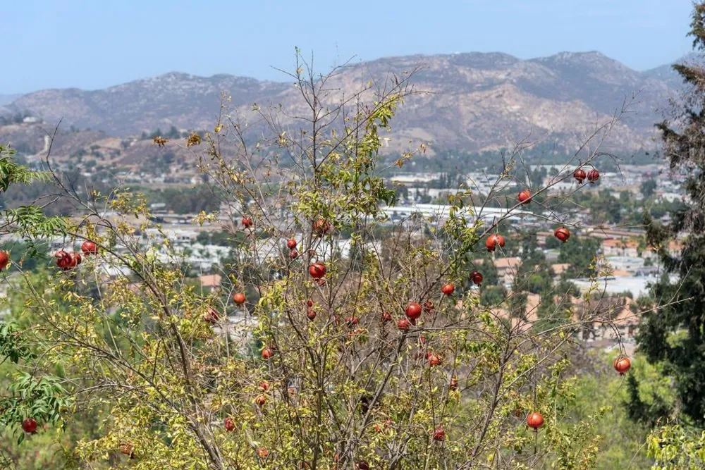 11822 Northill Terrace Lakeside, CA 92040
