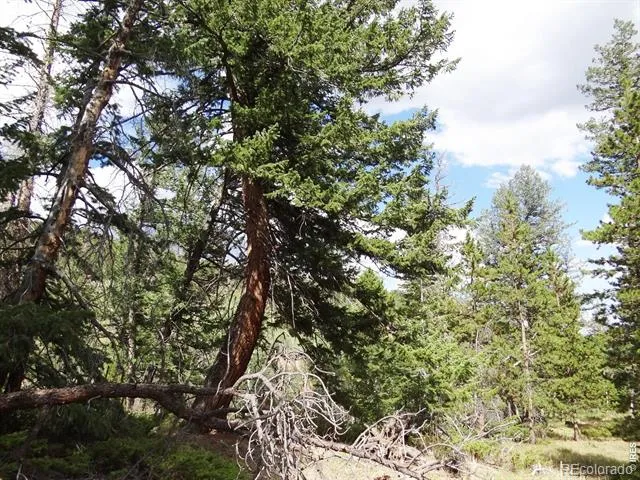 115 Wenro Court Red Feather Lakes, CO 80545