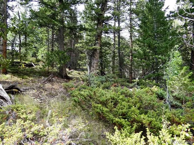 115 Wenro Court Red Feather Lakes, CO 80545