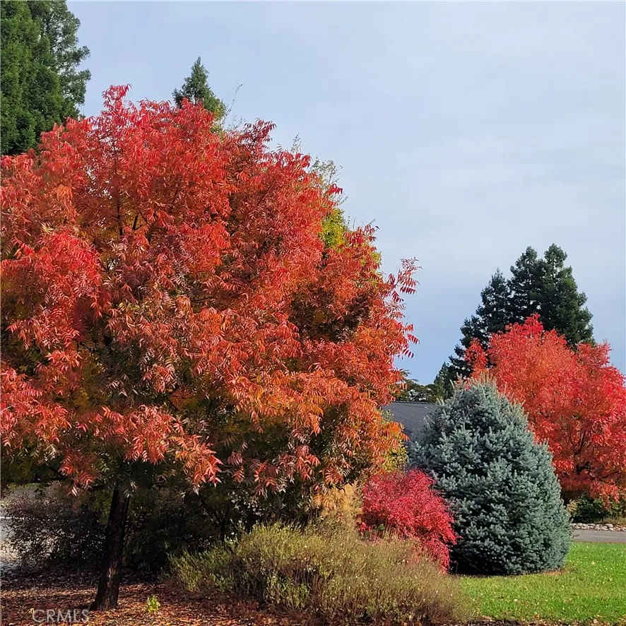 4025 Rio Bravo Drive Chico, CA 95973